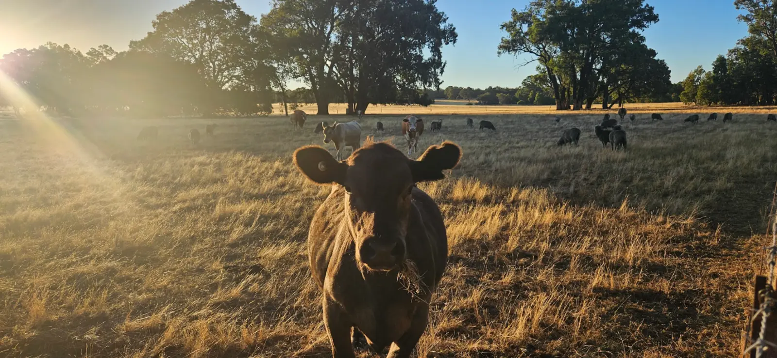 Cattle grazing at Jinjarra Homestead at golden hour