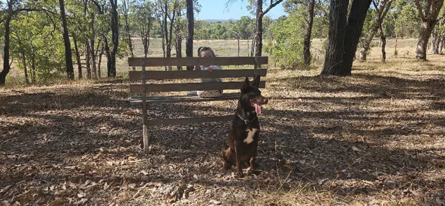 Jinjarra Homestead dog park photo 7