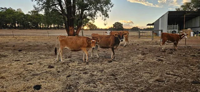 Jinjarra Homestead farm and camping photo 18