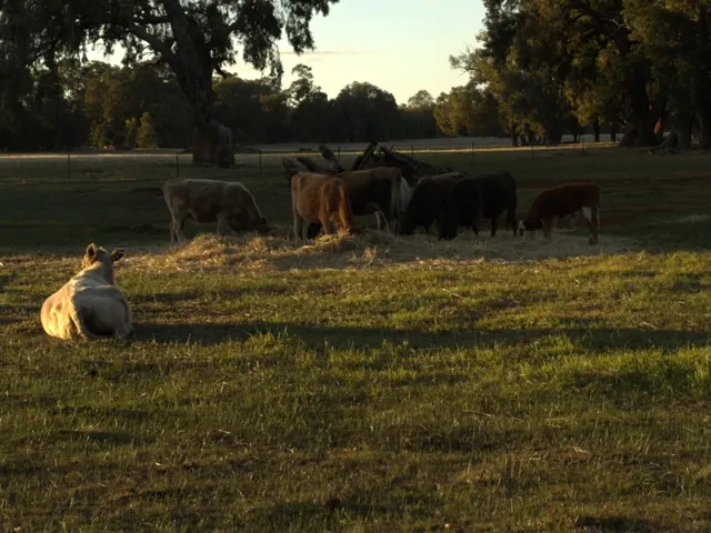 Jinjarra Homestead farm and camping photo 86