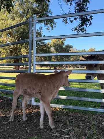Jinjarra Homestead farm and camping photo 96