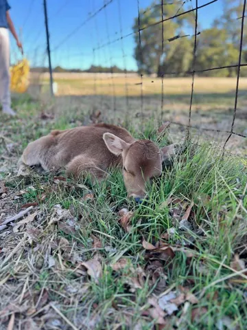 Jinjarra Homestead farm and camping photo 102
