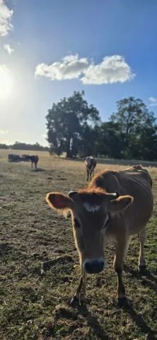 Jinjarra Homestead farm and camping photo 103