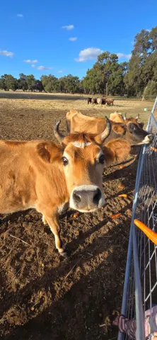 Jinjarra Homestead farm and camping photo 105